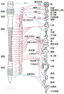 H型神经系统,什么是H型神经系统？