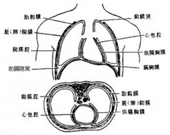 呼吸系统的图片,探索呼吸系统的奥秘——图片解析