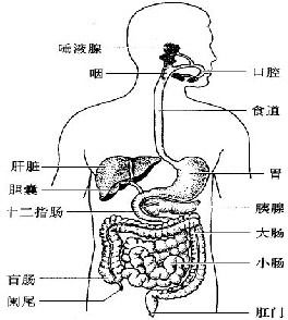 呼吸系统什么组成,呼吸系统的组成概述