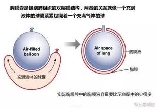 呼吸系统阐述,呼吸系统的概述