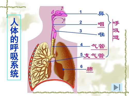 呼吸系统有,了解与行动