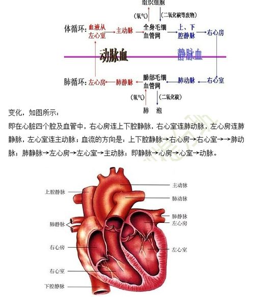 核医学心血管系统,核医学在心血管系统中的应用概述