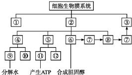 红细胞有生物膜系统吗,红细胞是否具有生物膜系统？