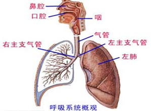 呼吸系统易错题,呼吸系统易错题解析，助你轻松备战考试