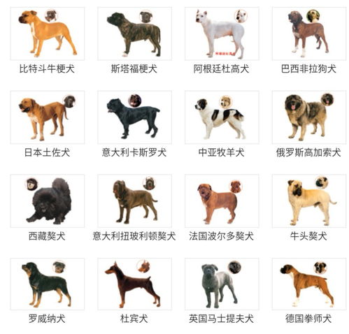 广州养犬系统,守护城市文明