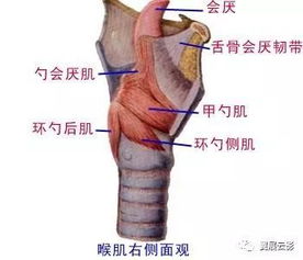 呼吸系统图文,结构与功能揭秘