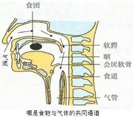 呼吸系统由呼吸道和,呼吸道与肺泡的协同作用