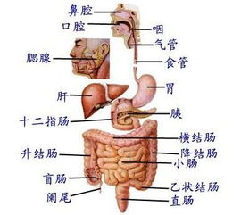 贺银成消化系统,消化系统疾病全面解析