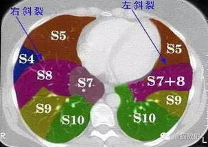 呼吸系统各段,呼吸系统各段功能解析