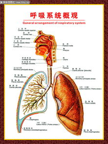 呼吸系统概观图,从鼻腔到肺泡的气体交换之旅