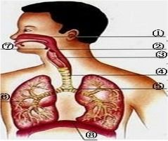 呼吸系统组成及功能,结构解析与功能阐释